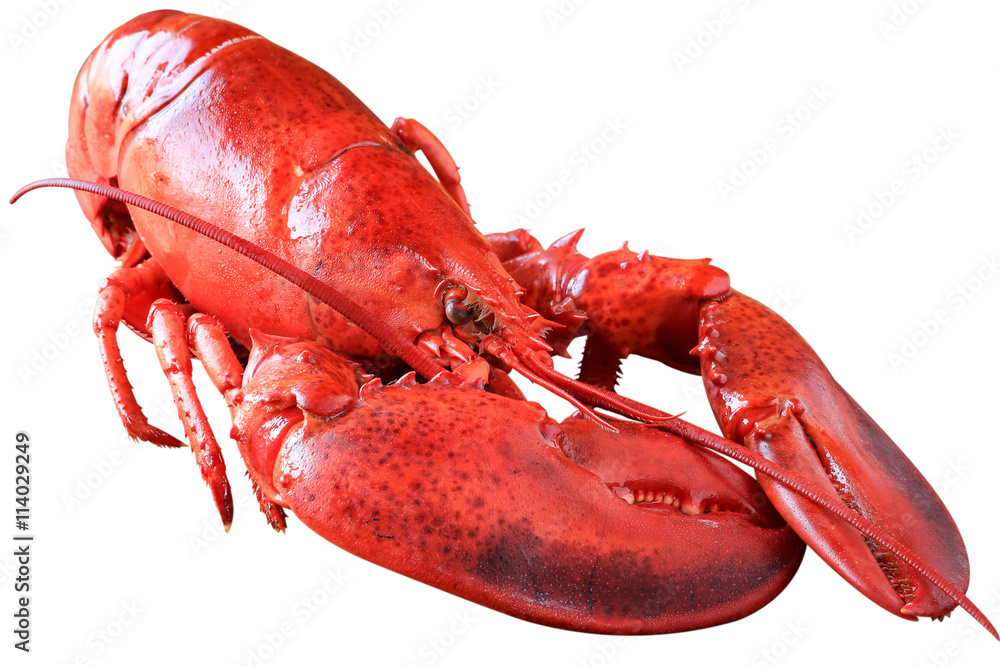 Steamed lobster isolated on white with clipping path Steamed lobster isolated on white with clipping path