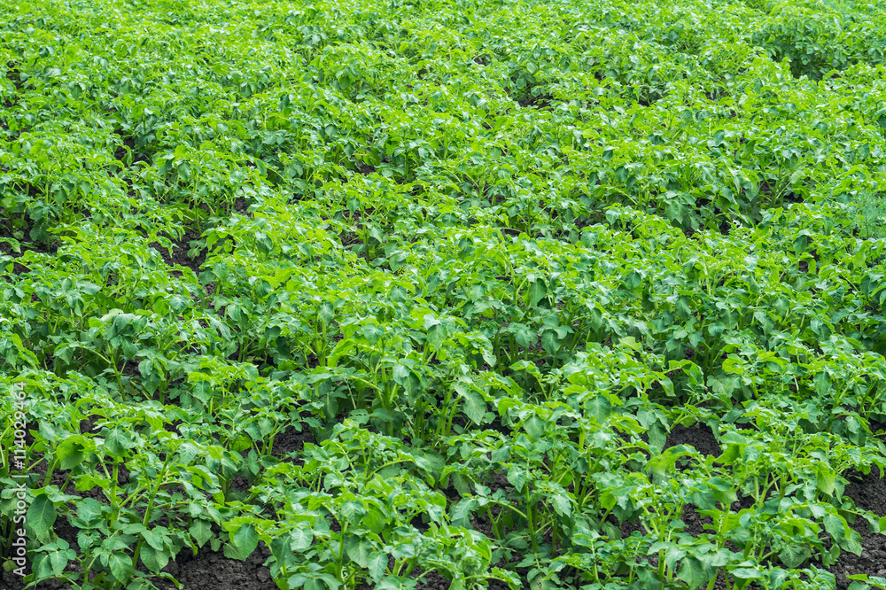 potato bushes potato bushes