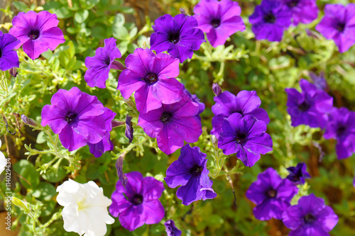 Close up of petunias with soft background
