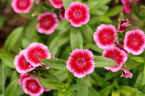 Fototapeta Naklejka Na Ścianę i Meble -  Pink Dianthus flower in garden