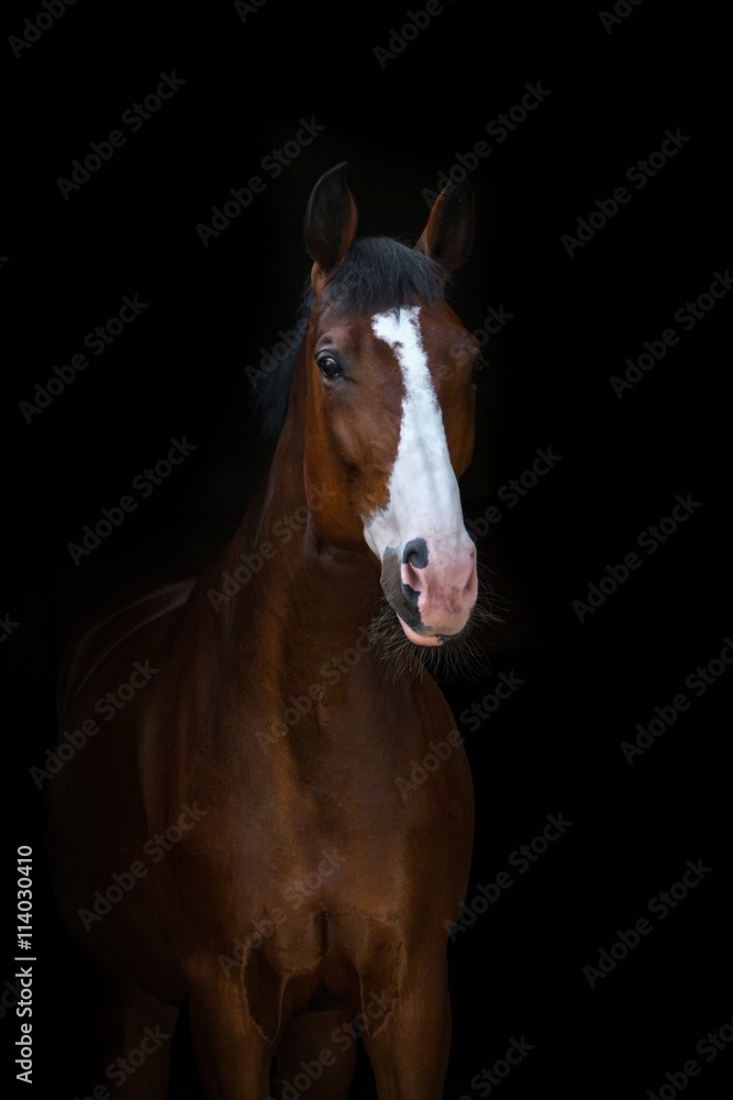 Fototapeta Beautiful horse portrait on black background