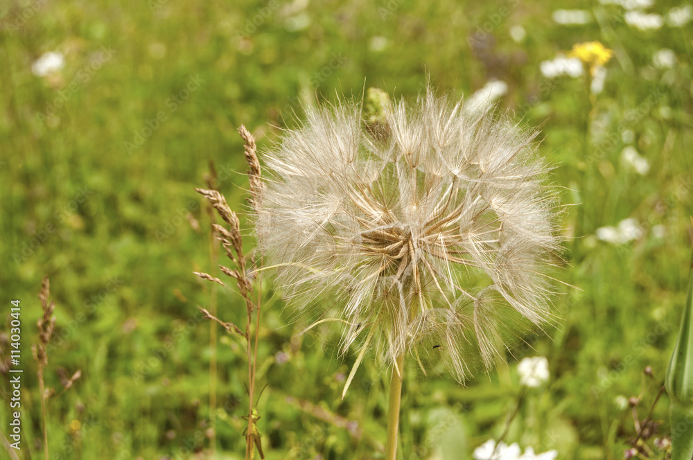 Fototapeta premium Overblown dandelion closeup on green meadow background