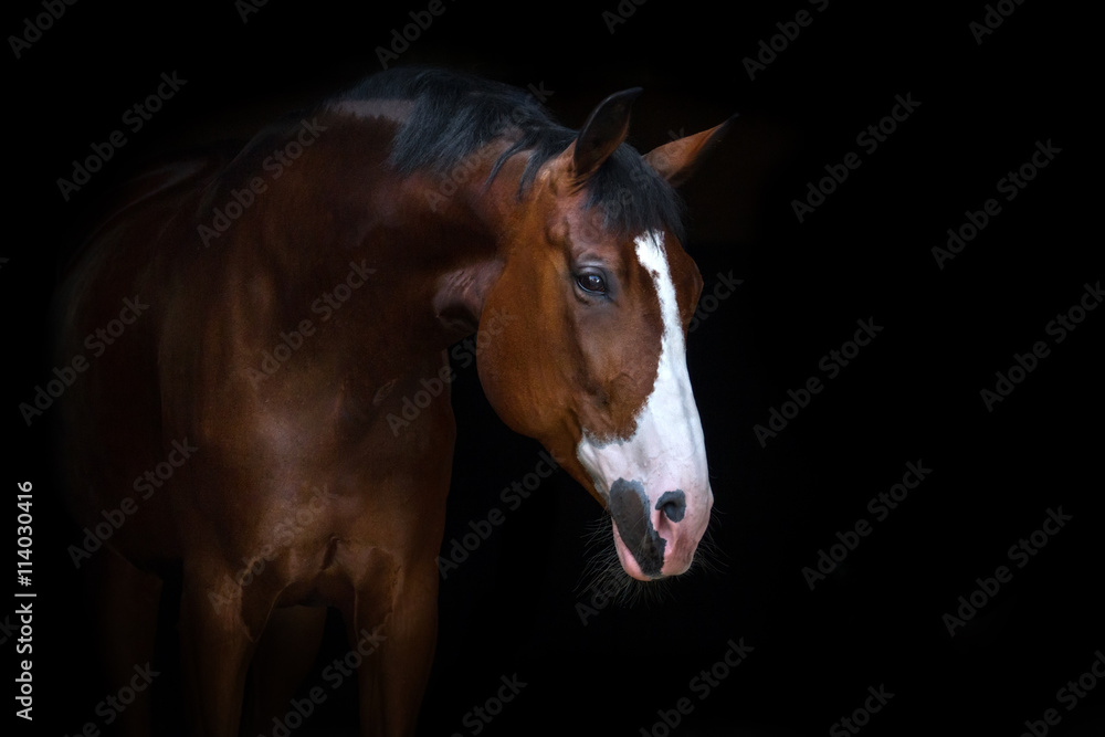 Fototapeta premium Beautiful horse portrait on black background