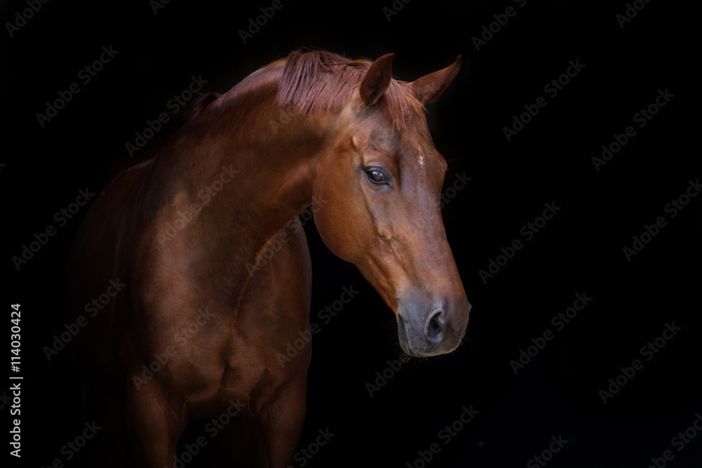 Fototapeta premium Piękny czerwony koński portret na czarnym tle