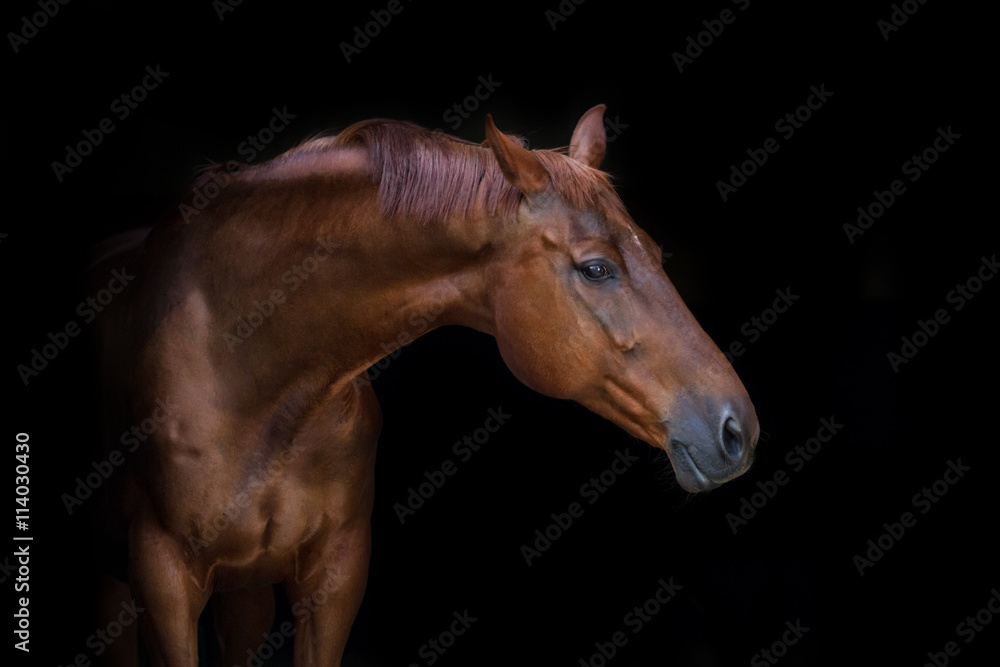 Fototapeta premium Piękny czerwony koński portret na czarnym tle
