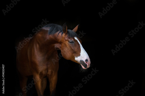 Fototapeta Naklejka Na Ścianę i Meble -  Beautiful horse portrait on black background