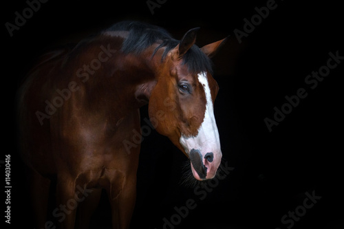 Beautiful horse portrait on black background © callipso88