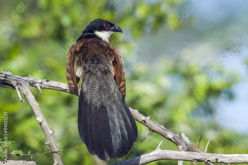 Burchell Coucal in Kruger National park, South Africa photo