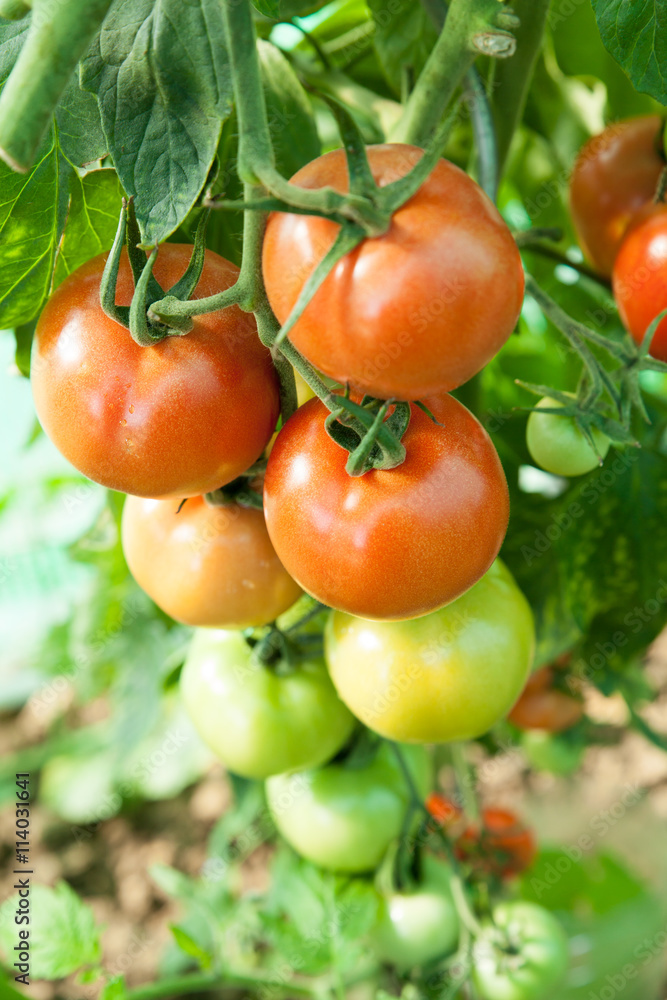 culture de tomates bio dans une serre