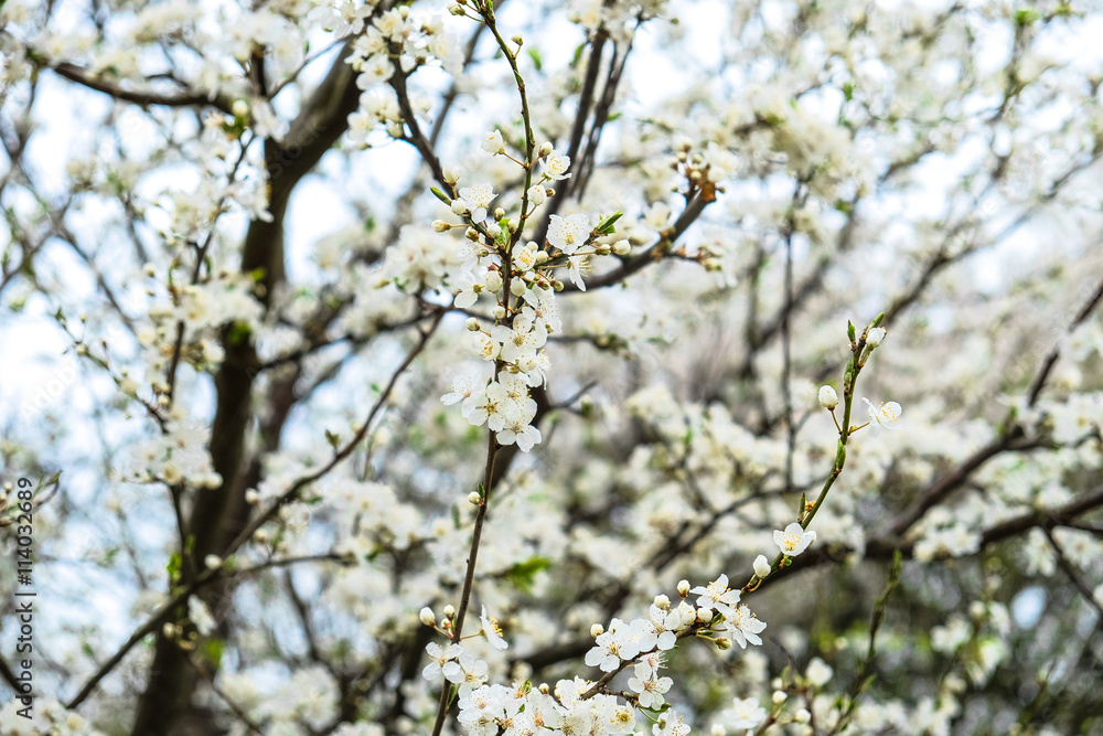 Spring time in CophenhGEN