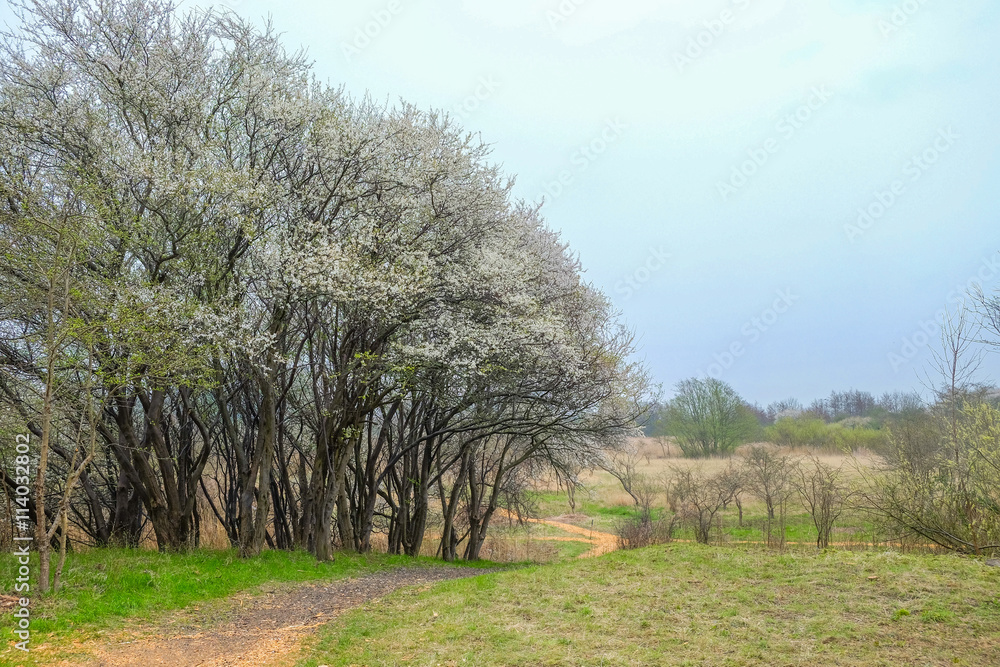 Obraz premium A walk path in the rural area of copenhagen,