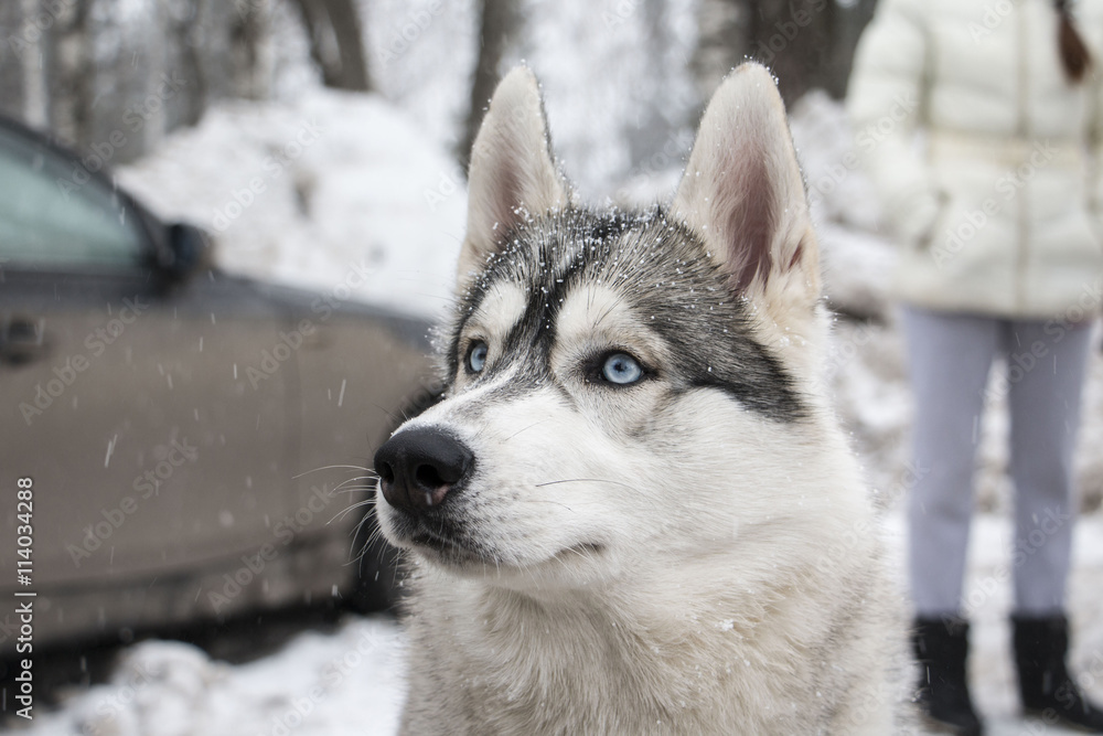 Beautiful husky dog in winter snowy day