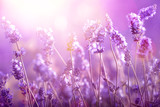 Lavender in sunlight