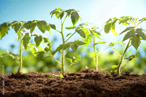 Fotografie Young tomato plants