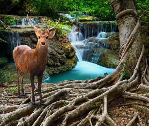 sambar deer standing beside bayan tree root in front of lime sto photo