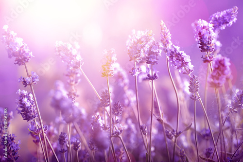 Fototapeta Naklejka Na Ścianę i Meble -  Lavender in sunlight