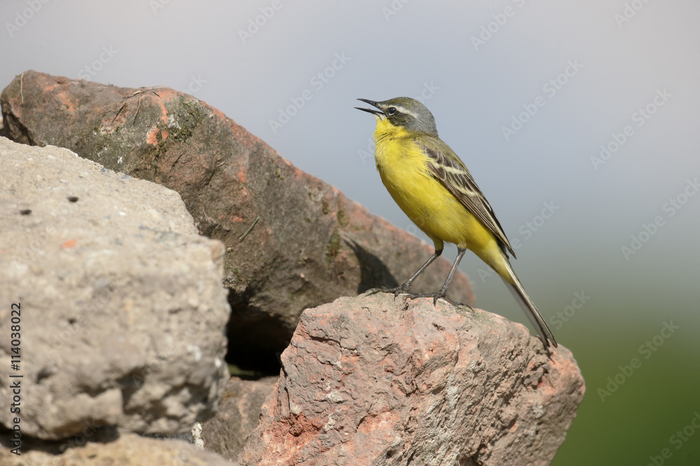 Yellow wagtail, Dark-headed wagtail, Motacilla flava Yellow wagtail, Dark-headed wagtail, Motacilla flava