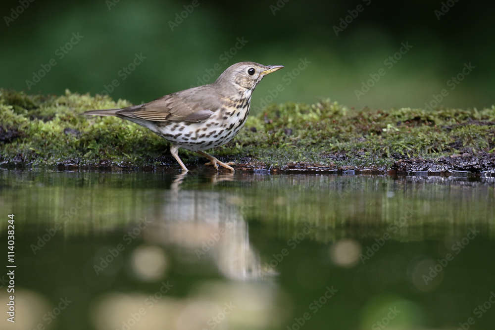 Song thrush, Turdus philomelos Song thrush, Turdus philomelos