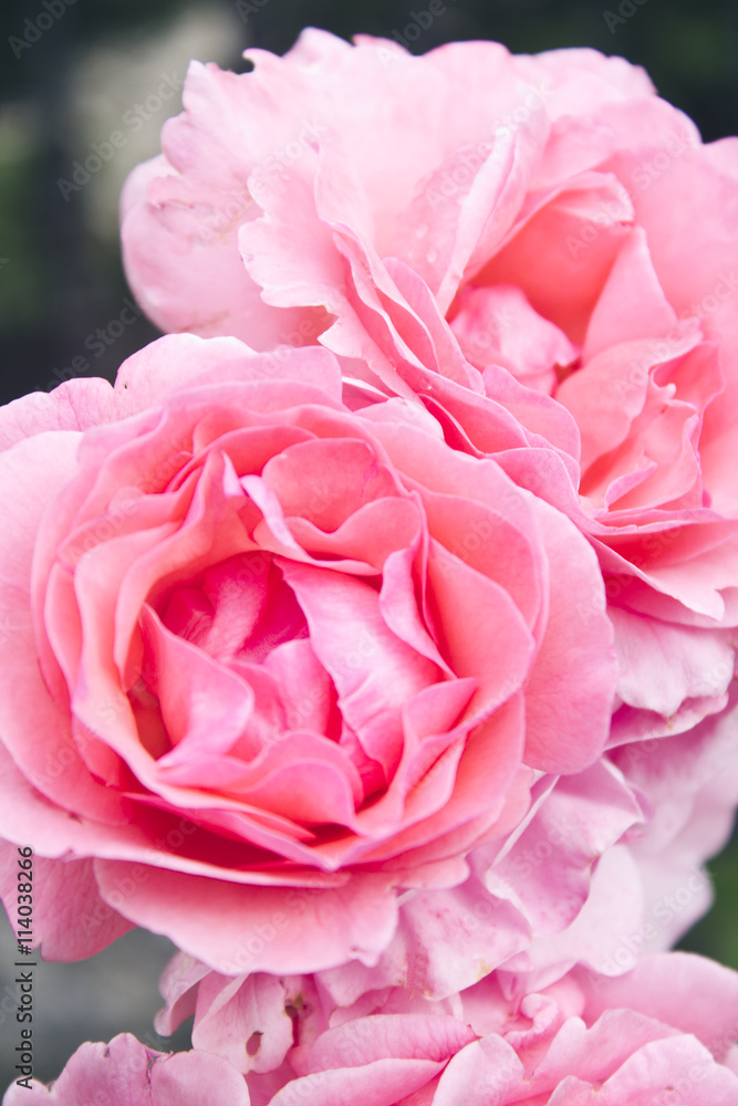 pink roses