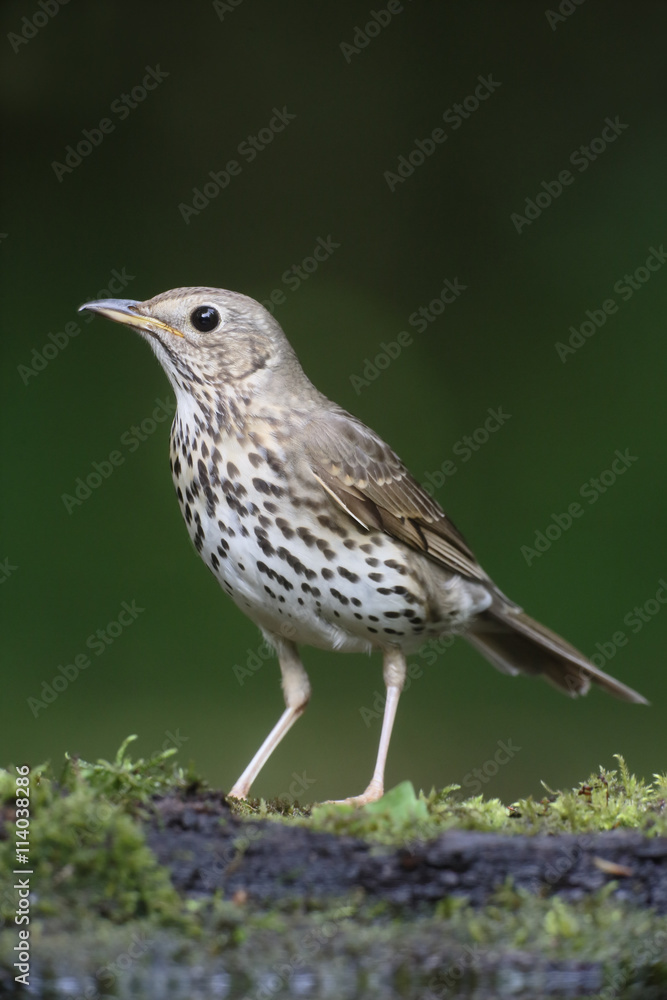 Fototapeta premium Song thrush, Turdus philomelos