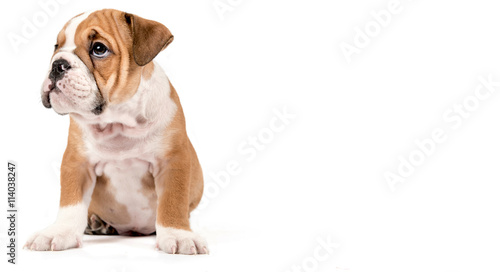Cute puppy of English Bulldog