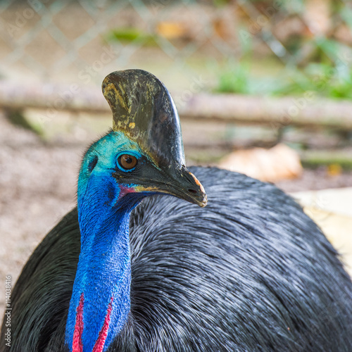Southern cassowary closeup portrait