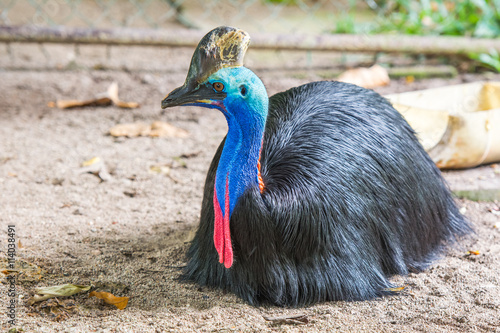 colorful southern cassowary