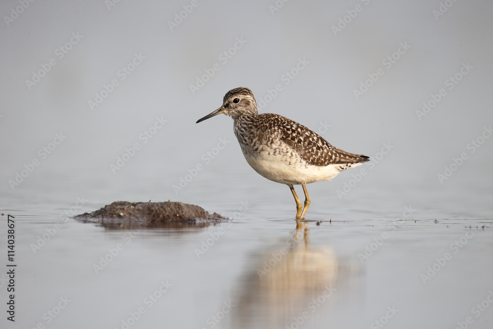 Wood sandpiper, Tringa glareola
