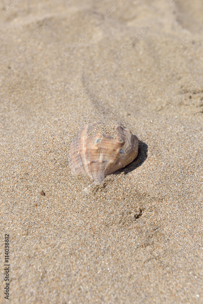 Close up of beautiful big seashell on sandy beach. Summer holida Close up of beautiful big seashell on sandy beach. Summer holida