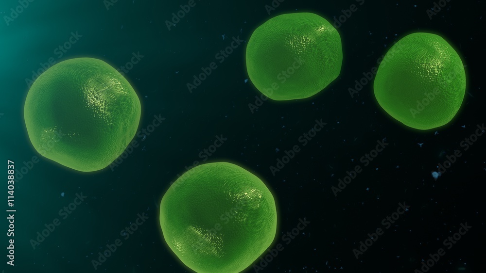 T Cells T Cells