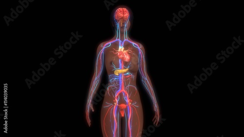 Human Anatomy photo