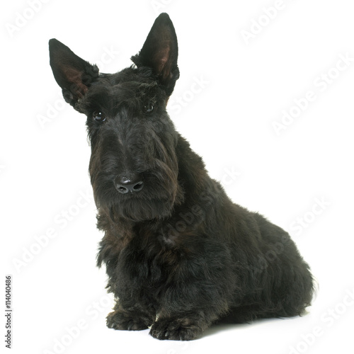 young scottish terrier
