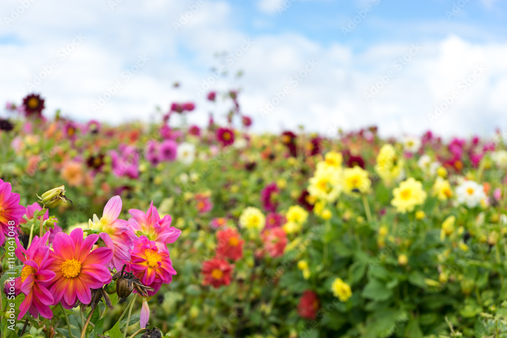 beautiful garden in japan hokkaido