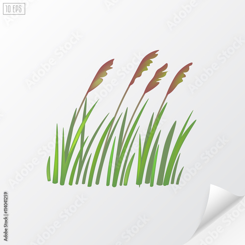 Bunch of wheat on white background.