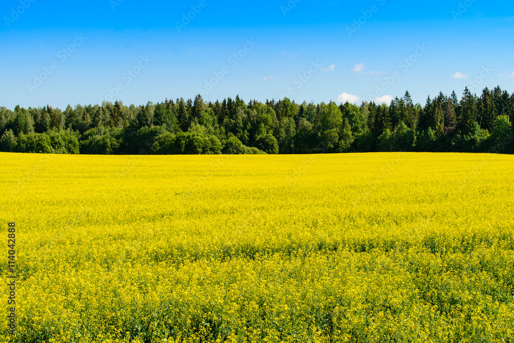 golden field of flowering rapeseed with blue sky plant for green