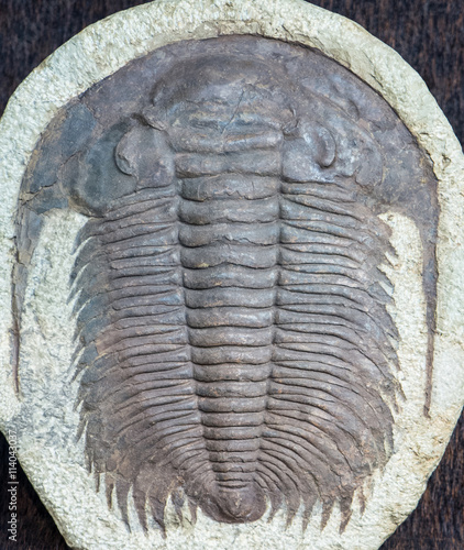 Fossil of trilobite photo