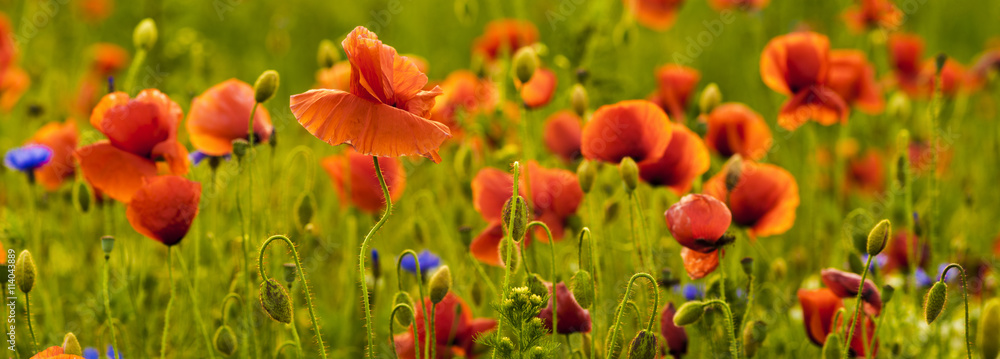 Naklejka premium Panorama z nmaków polnych i kwiatów polnych