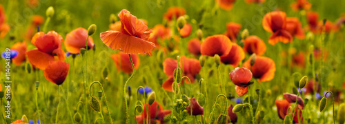 Panorama z nmaków polnych i kwiatów polnych