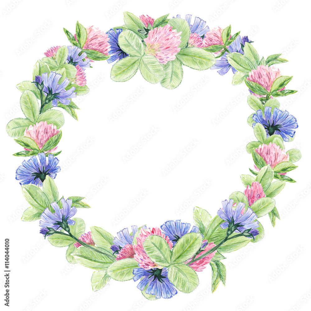Watercolor wreath with clovers and chicory. Summer flowers for you beautiful design.