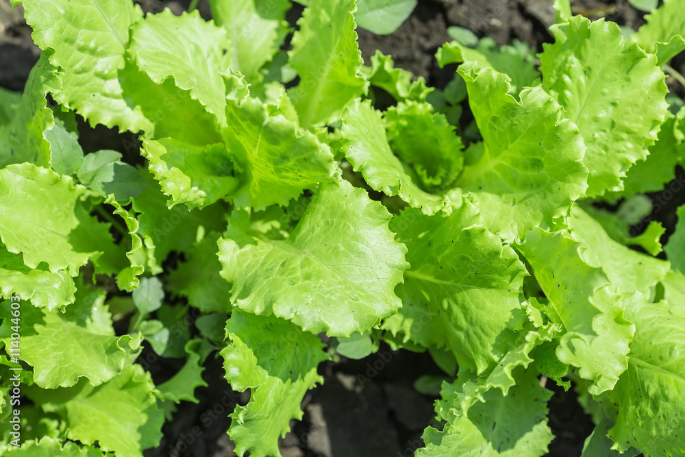 Salad leaves with Green Oak, Red Leaf Lettuce Salad leaves with Green Oak, Red Leaf Lettuce