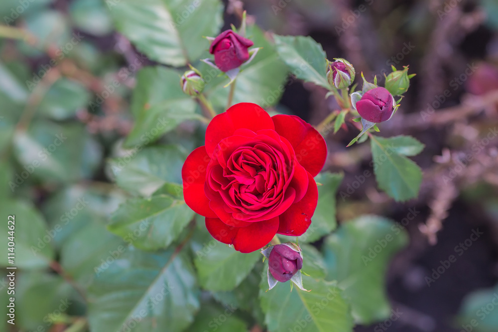 Red rose as a natural and holidays background Red rose as a natural and holidays background