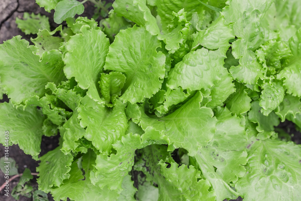 Salad leaves with Green Oak, Red Leaf Lettuce Salad leaves with Green Oak, Red Leaf Lettuce