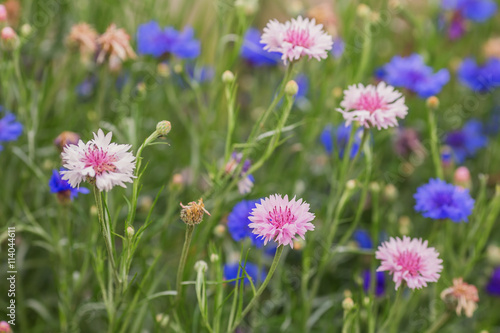 Natural herbal background.  Blue flower close up.