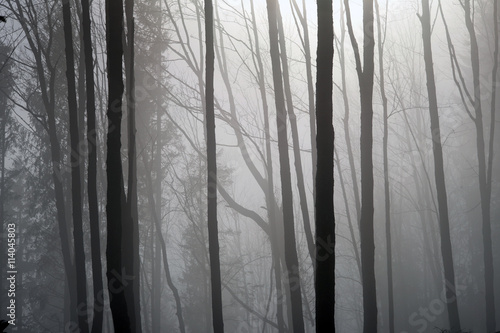 Mountain forest in a fog illuminated by sunlight.