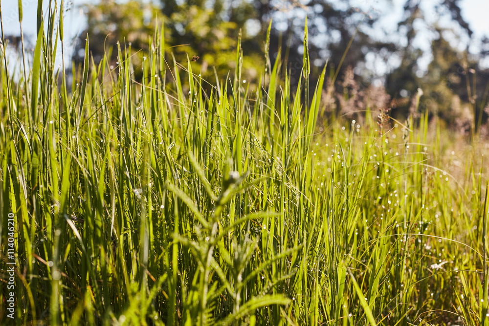 mildew on green grass