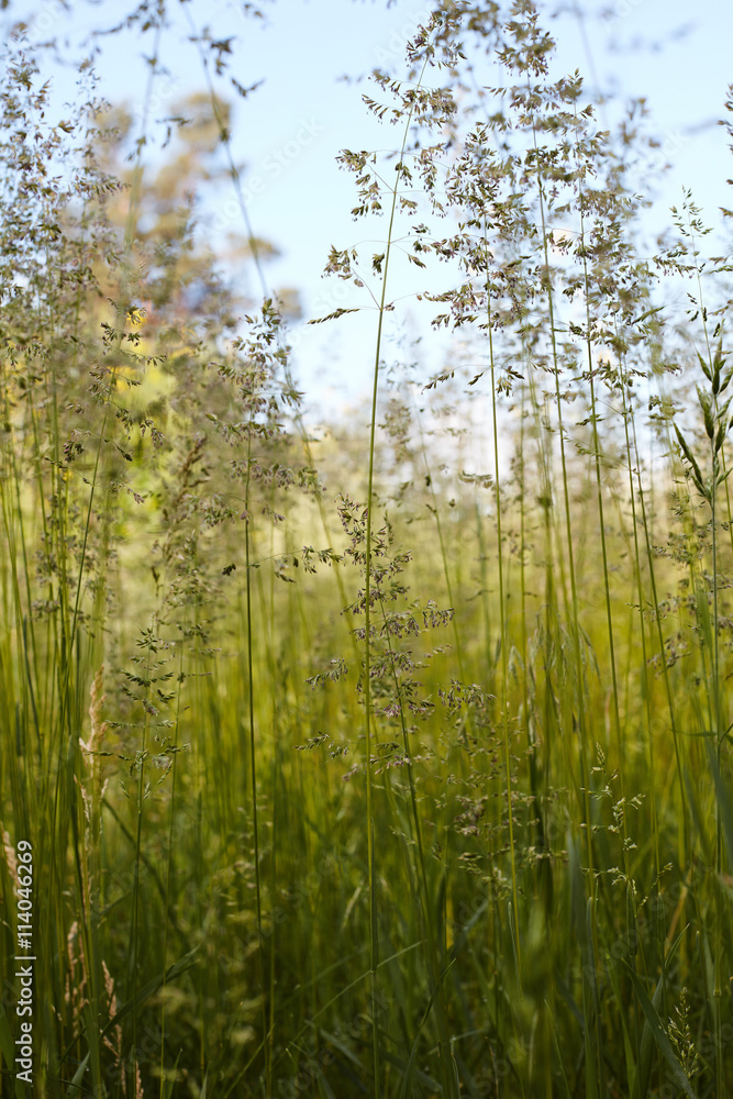 Obraz premium mildew on green grass