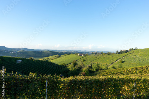 beautiful vineyard in switzerland in blue sky