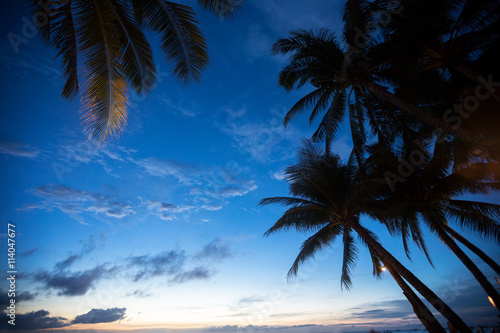 Fototapeta Naklejka Na Ścianę i Meble -  Leaves of palm tree over sunset sky