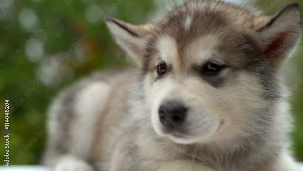 close up fluffy malamute puppy in the garden slow motion close up fluffy malamute puppy in the garden slow motion