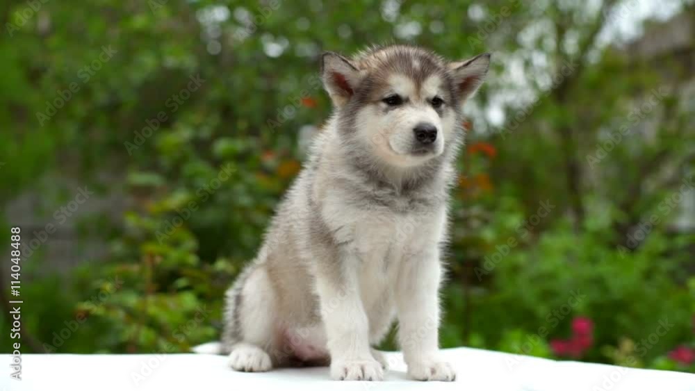calm cute puppy malamute sitting on white sheet in garden slow motion calm cute puppy malamute sitting on white sheet in garden slow motion